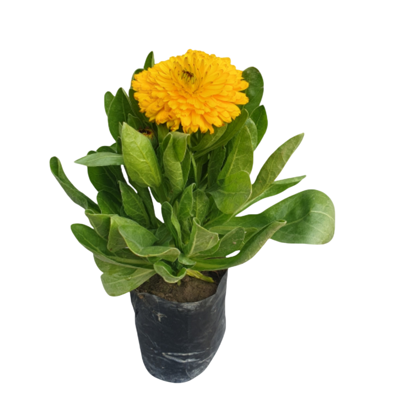 yellow calendula flower plant